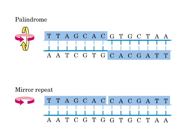 Palindrome diagram